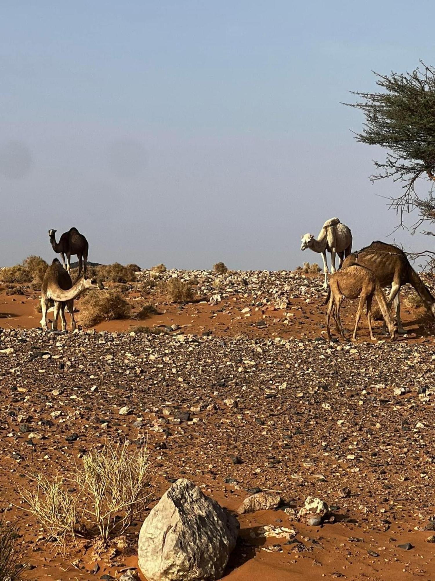 Desert Chegaga Luxury Camp El Gouera Εξωτερικό φωτογραφία